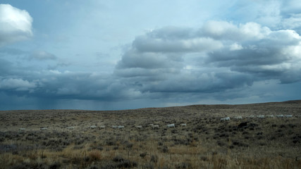 Free Range White Cattle Roam Open Pastures on Stormy Day
