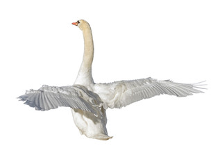 White Swan on white background