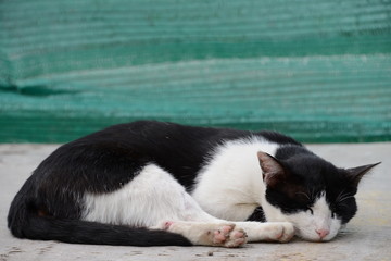 sleeping temple cat 