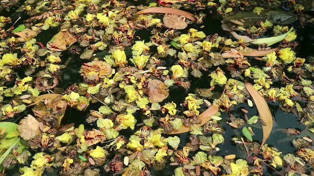 Beautiful fallen flowers and leaves floating on green water. Flowers of yellow Peltophorum pterocarpum, copperpod and red Delonix regia, flame tree
