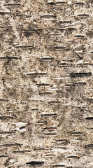 birch bark