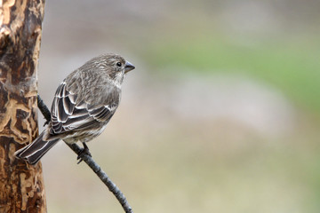 sparrow