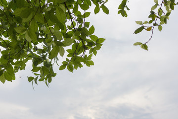 The leaves of the trees and the sky above.