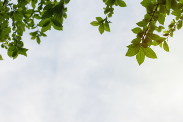 The leaves of the trees and the sky above.