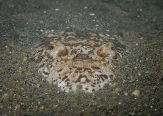 Marbled Stargazer (Uranoscopus bicinctus) adult close-up of head buried in black sand ,Lembeh Strait,North Sulawesi, Indonesia