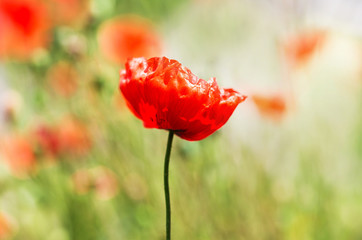 close up of wild poppy ina spring meadow
