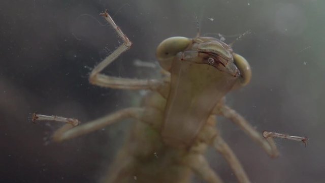 dragonfly larva under water
