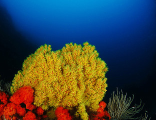 coral