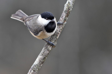 chickadee © Glen