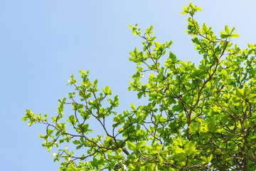 Branches and green foliage of sea almond tree with space of blue sky ( Terminalia catappa L., Bengal Almond, Indian Almond )