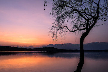 Fototapeta na wymiar Tramonto colorato sul lago, sagoma nera di un albero