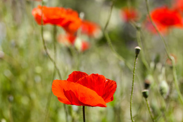 Obraz premium poppies background