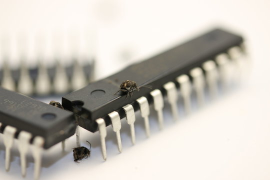 BUG, Real living beetle on microcontrollers and microchips, white background