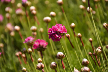 Весенние цветы в городском парке