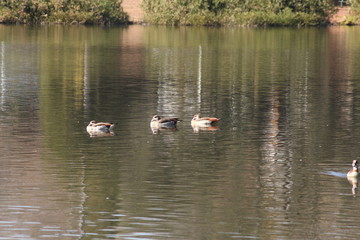 Ducks in a pond