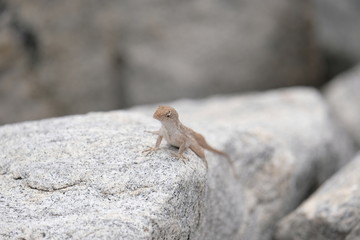 Naklejka na ściany i meble Small gecko posing on a rock