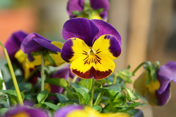 Viola pansy flower, close-up of viola tricolor in the spring garden.