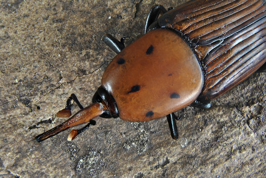 Insecto picudo rojo sobre madera.