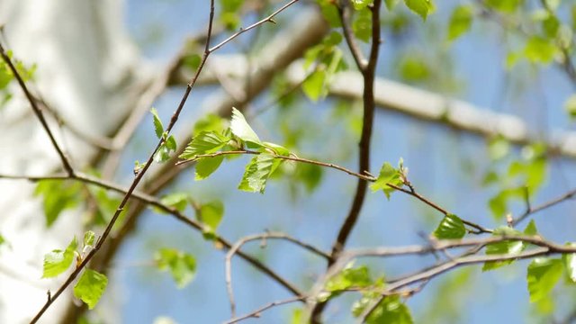 Green leaves of bearch tree against blue sky. 4K UltraHD video footage