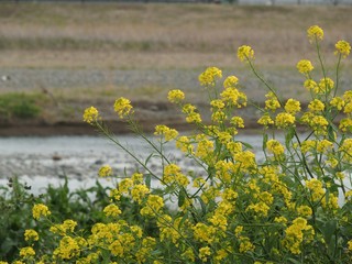 菜の花が咲いている川岸