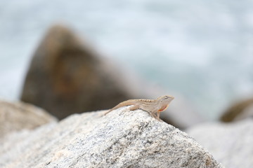 Small gecko posing on a rock