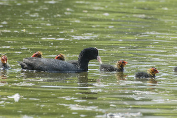 Fulica atra © Pawel Cieciera