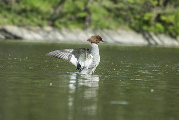 common merganser  © Pawel Cieciera