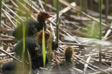 Fulica atra