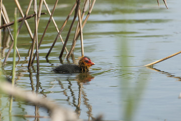 Fulica atra