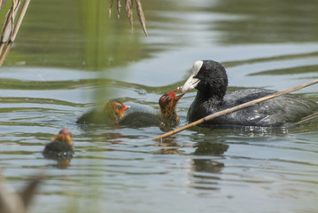 Fulica atra © Pawel Cieciera