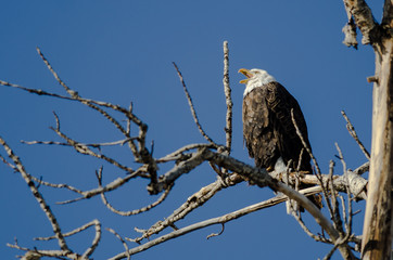 Bald Eagle Calling Out While Perched High in the Winter Tree