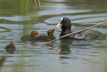 Fulica atra © Pawel Cieciera