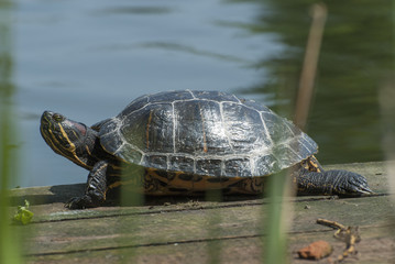 Red-eared slider © Pawel Cieciera