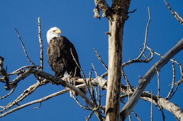 Bald Eagle Perched High in the Winter Tree