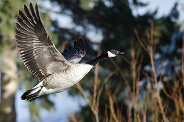 Canada Goose Flying Low Over the Wetlands