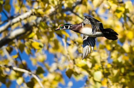 Wood Duck Flying Past the Autumn Trees