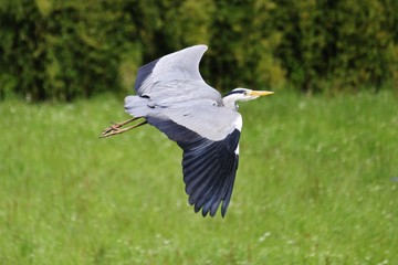 Grey Heron in flight