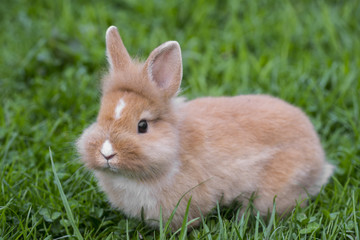 pet dwarf rabbit