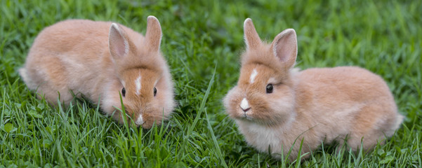 Fototapeta premium pet dwarf rabbits