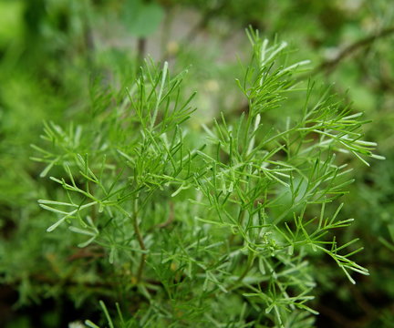Artemisia abrotanum