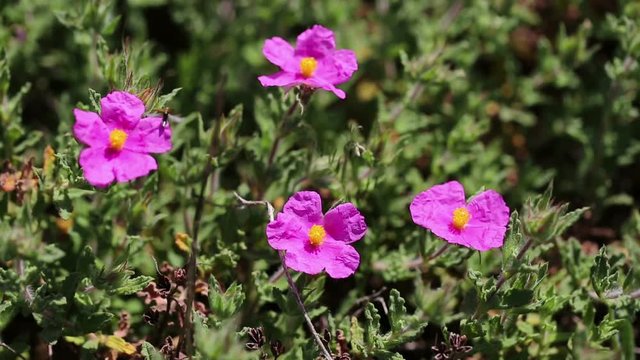 Cistus crispus (Crispus Rockrose) pink wild flowers in nature
