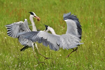 Grey Herons fighting
