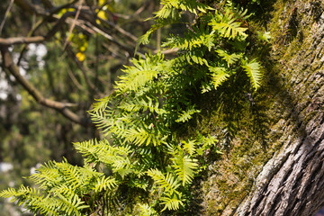 Plant growing on a tree trunk