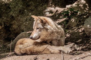 Fototapeta premium Liegender Wolf