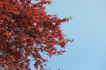 Mahogany on a blue background