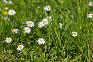 White chamomiles in April