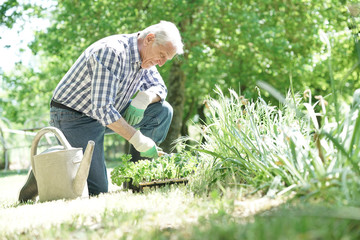 Naklejka na ściany i meble Senior man planting aromatic plants in garden
