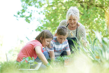Elderly woman having fun gardening with grandkids - obrazy, fototapety, plakaty