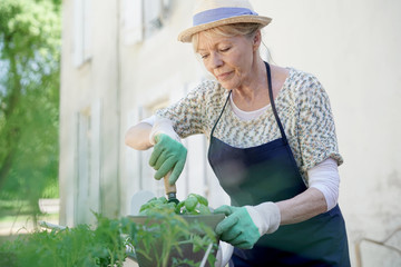 Senior woman planting aromatic herbs in pot