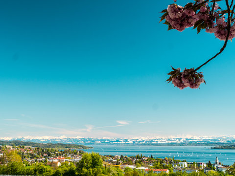 Panoramic view of lake of Lake Constance with Apple Blossoms